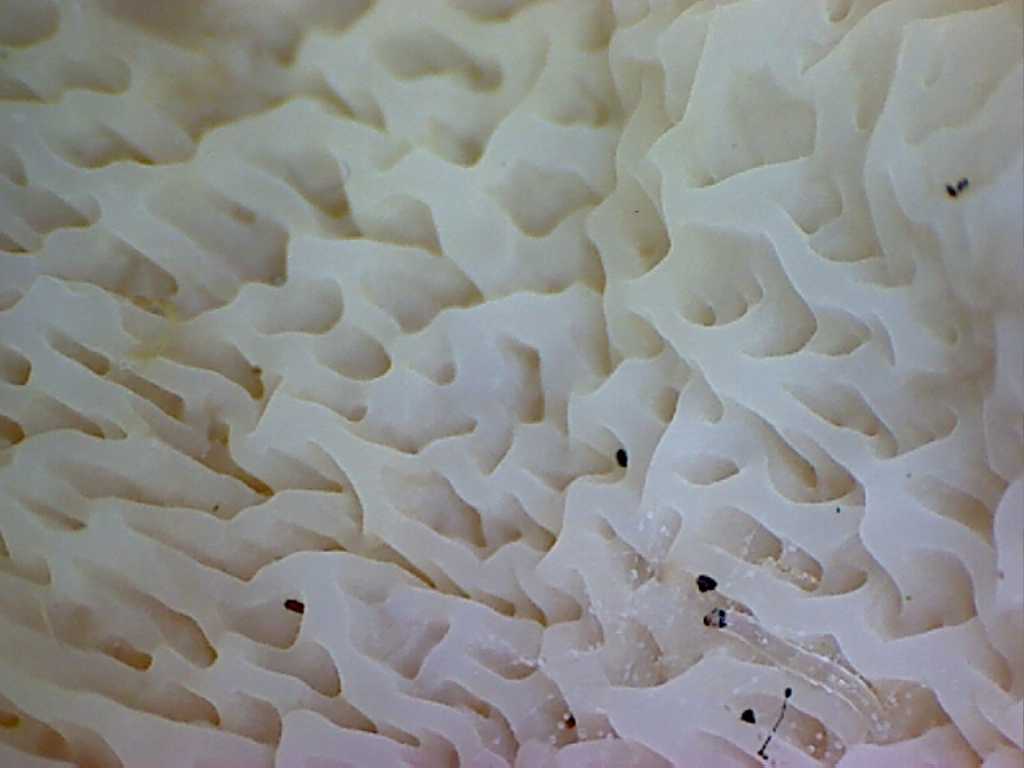 Prima che nevica... Quizzz